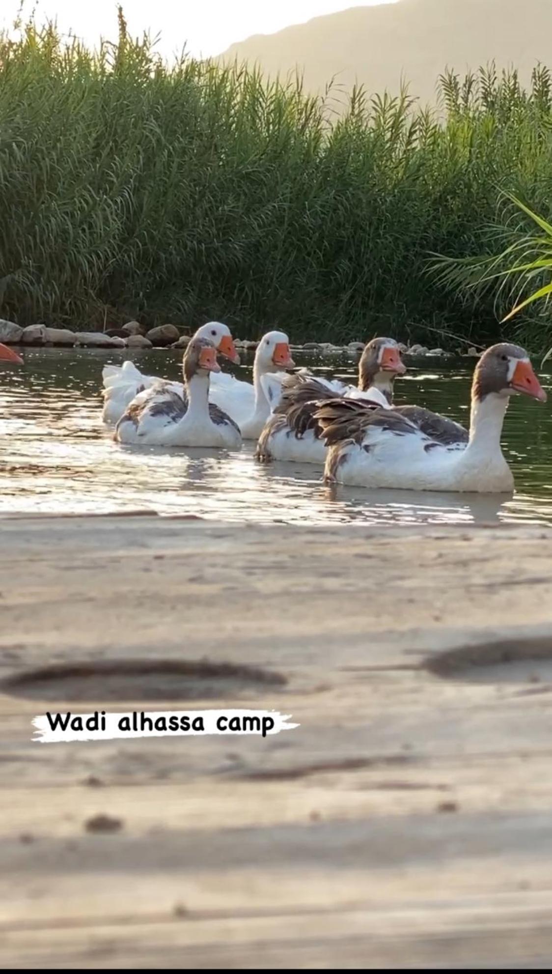 Wadi Al-Hassa Camp Hotel Khawkhah Eksteriør billede